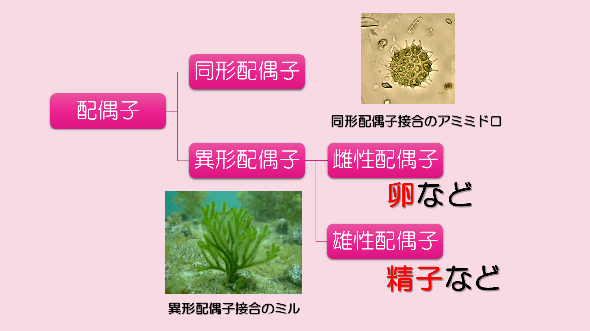 配偶子の分類の図。配偶子は同形配偶子と異形配偶子に分類される。異形配偶子はさらに雌性配偶子と雄性配偶子に分類されます。